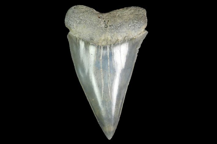 Fossil Mako Shark Tooth - South Carolina #142313